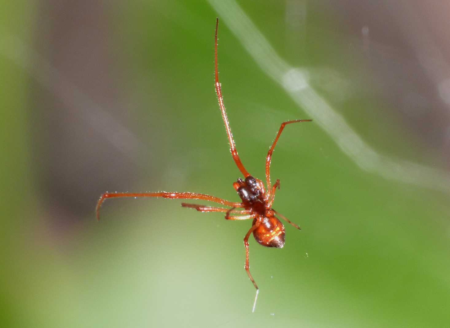 Gli astuti Argyrodes